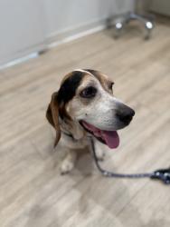 Found/Stray Female Dog last seen Side road near Rutherfordton, Manson, NC 27556