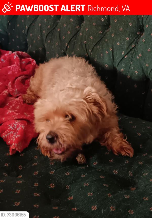Lost Female Dog last seen Near , Richmond, VA 23224