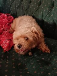 Lost Female Dog last seen Near , Richmond, VA 23224