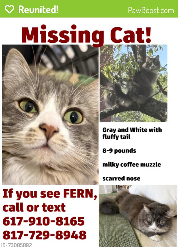 Reunited Female Cat last seen Wyman and Bolster, Boston, MA 02130