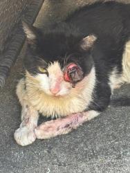 Shelter Stray Male Cat last seen Near W 118th Street, NEW YORK, NY, 10026, 326 E 110th St, New York, NY 10029, USA