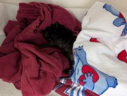 Shelter Stray Male Cat last seen Near E 223 Street, BRONX, NY, 10466, 326 E 110th St, New York, NY 10029, USA