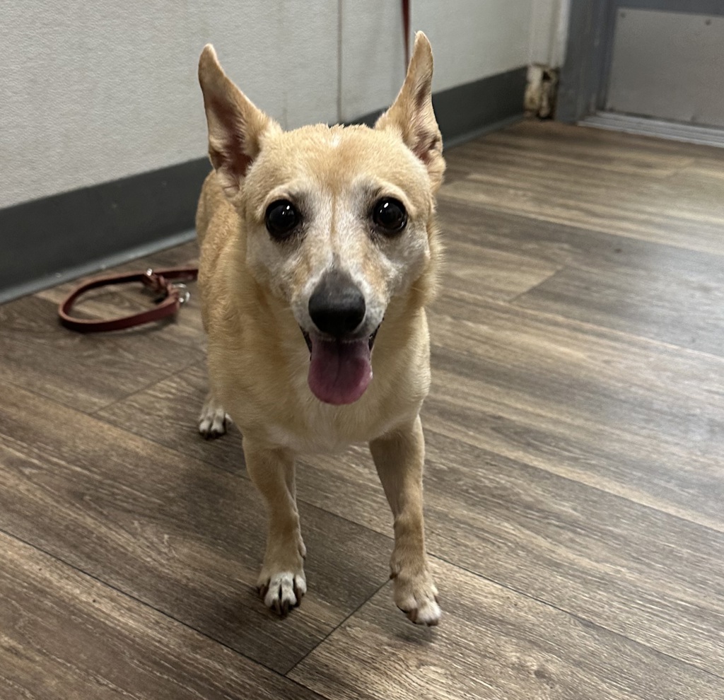Shelter Stray Female Dog last seen University Avenue, San Diego, CA, 92105, 5500 Gaines St, San Diego, CA 92110, USA
