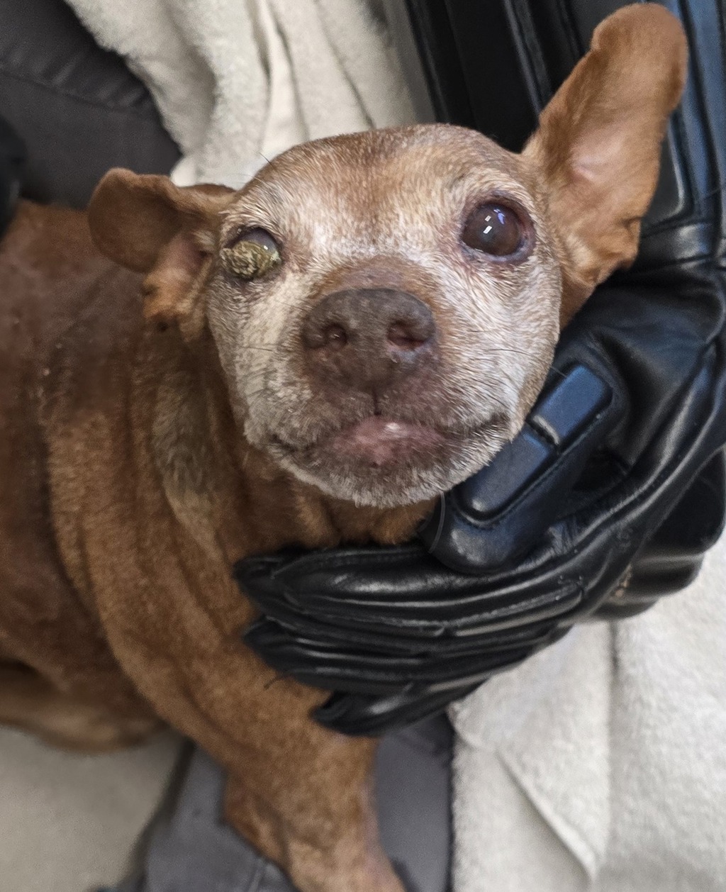 Shelter Stray Female Dog last seen Fanita Dr., Santee, CA, 92071, El Cajon, CA 92020, USA