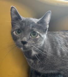 Shelter Stray Female Cat last seen CO, 580 McIntyre St, Golden, CO 80401, USA