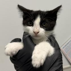 Shelter Stray Female Cat last seen Near Webster Avenue, San Diego, CA, 92113, 5500 Gaines St, San Diego, CA 92110, USA