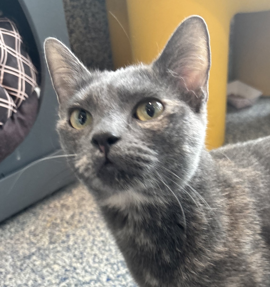 Shelter Stray Female Cat last seen CO, 580 McIntyre St, Golden, CO 80401, USA