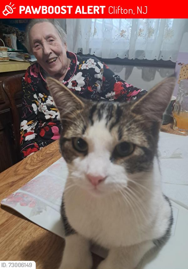 Lost Male Cat last seen Clifton ave , Clifton, NJ 07011
