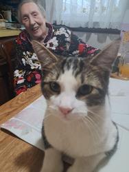 Lost Male Cat last seen Clifton ave , Clifton, NJ 07011