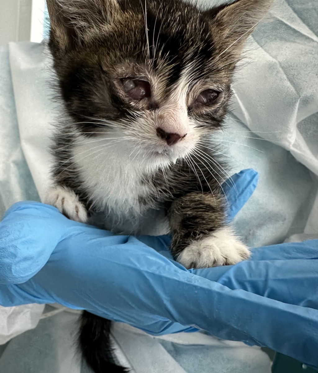 Shelter Stray Female Cat last seen Near Patterson Avenue, STATEN ISLAND, NY, 10306, 3139 Veterans Rd W, Staten Island, NY 10309, USA