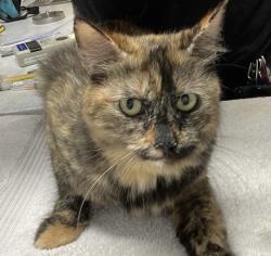 Shelter Stray Female Cat last seen E Mission Avenue, Escondido, CA, 92027, Escondido, CA 92027, USA