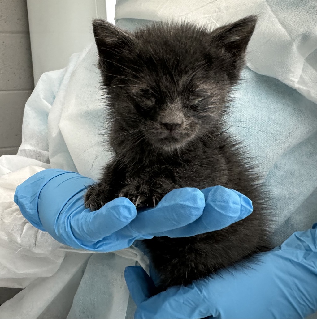 Shelter Stray Female Cat last seen Near Patterson Avenue, STATEN ISLAND, NY, 10306, 3139 Veterans Rd W, Staten Island, NY 10309, USA