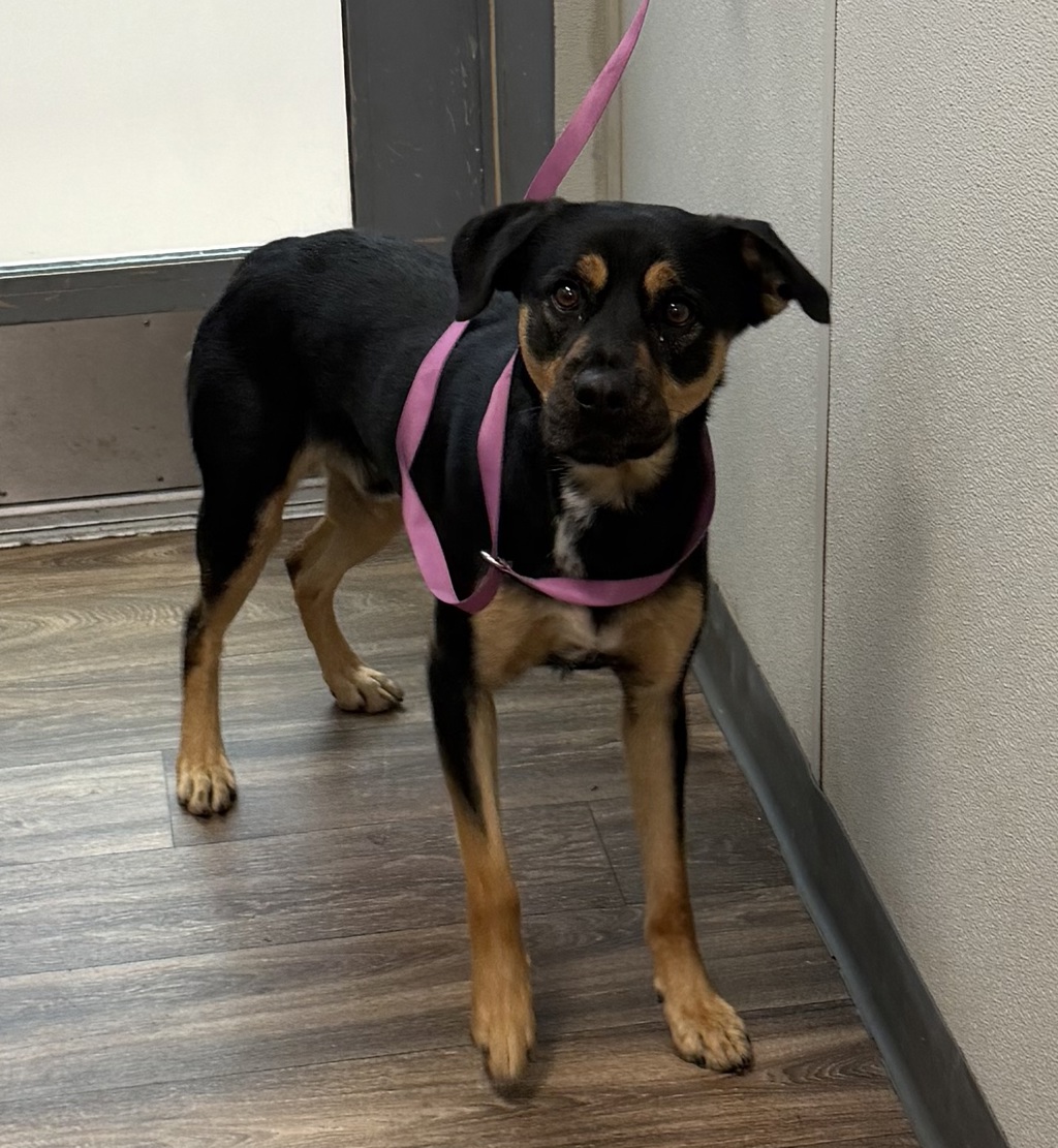 Shelter Stray Male Dog last seen Near Oakhurst Drive, San Diego, CA, 92114, 5500 Gaines St, San Diego, CA 92110, USA