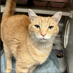 Shelter Stray Male Cat last seen Near Bettsbury Lane, HOLLY SPRINGS, NC, 27540, 820 Beacon Lake Dr, Raleigh, NC 27610, USA
