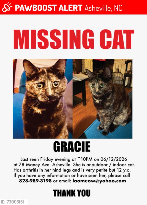 Lost Female Cat last seen Maney Ave , Asheville, NC 28804
