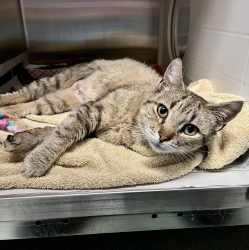 Shelter Stray Female Cat last seen Near Kildaire Farm Road, CARY, NC, 27513, 820 Beacon Lake Dr, Raleigh, NC 27610, USA