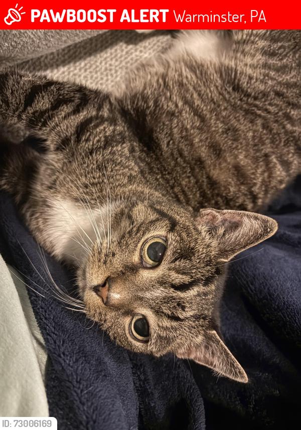Lost Female Cat last seen Clifford and St. David’s Ave, Warminster, PA 18974