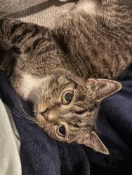 Lost Female Cat last seen Clifford and St. David’s Ave, Warminster, PA 18974