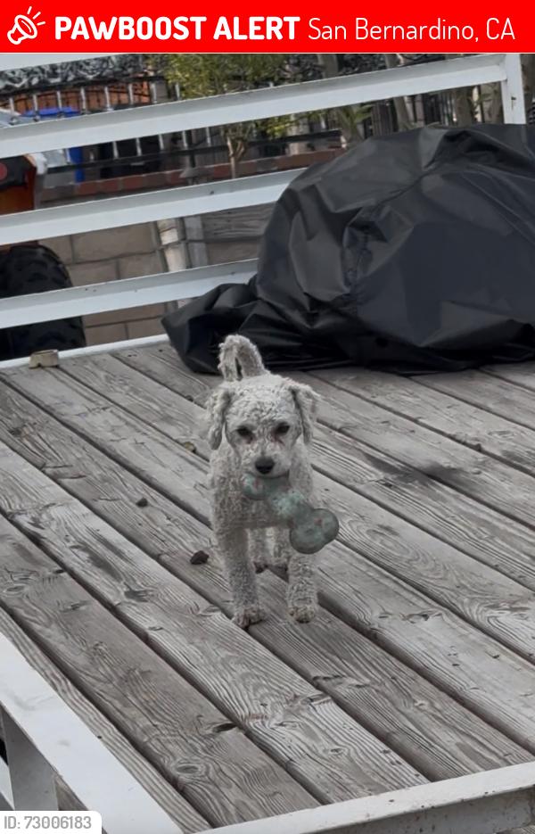 Lost Male Dog last seen Unknown, San Bernardino, CA 92407