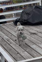 Lost Male Dog last seen Unknown, San Bernardino, CA 92407