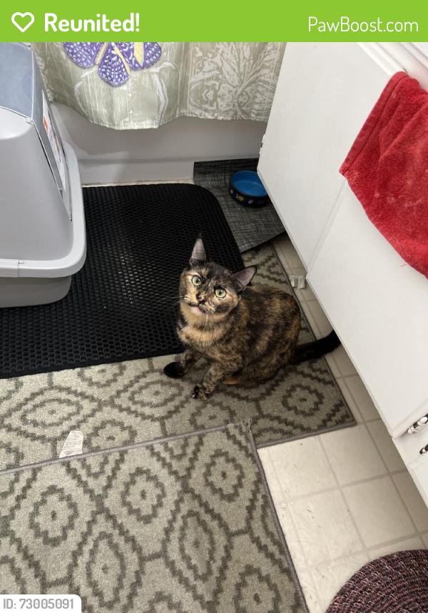 Reunited Female Cat last seen Van Nuys, Los Angeles, CA, USA, Los Angeles, CA 91405