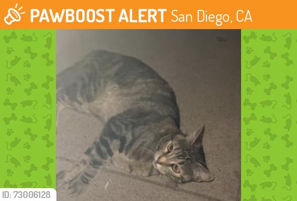 Found/Stray Unknown Cat last seen fanuel and pb drive, San Diego, CA 92109