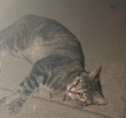Found/Stray Unknown Cat last seen fanuel and pb drive, San Diego, CA 92109