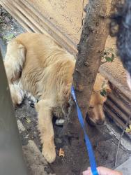 Found/Stray Unknown Dog last seen Aviation and PCH, Hermosa Beach, CA 90254