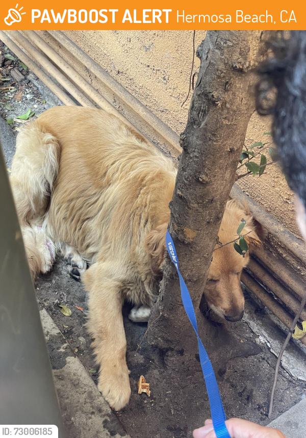 Found/Stray Unknown Dog last seen Aviation and PCH, Hermosa Beach, CA 90254