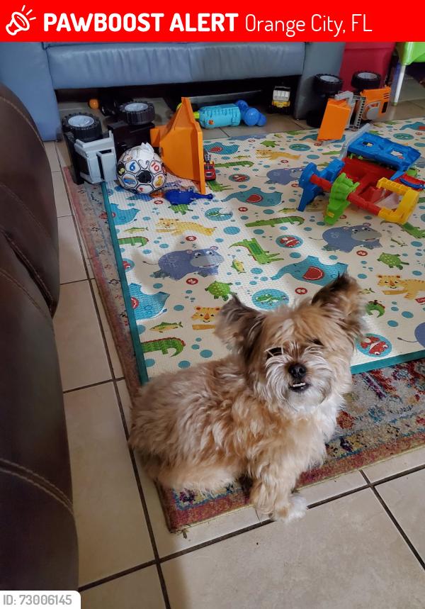 Lost Female Dog last seen Lancaster st , Orange City, FL 32763