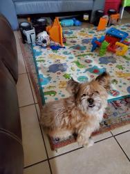 Lost Female Dog last seen Lancaster st , Orange City, FL 32763