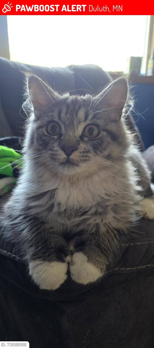 Lost Male Cat last seen devonshire st, Duluth, MN 55806