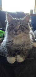 Lost Male Cat last seen devonshire st, Duluth, MN 55806