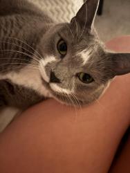 Lost Male Cat last seen The Grand Prairie Subdivision in Hockley, Hockley, TX 77447