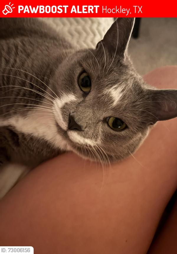 Lost Male Cat last seen The Grand Prairie Subdivision in Hockley, Hockley, TX 77447