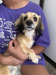 Lost Female Dog last seen Loma verde dr/ Hitching post dr, Victorville, CA 92392