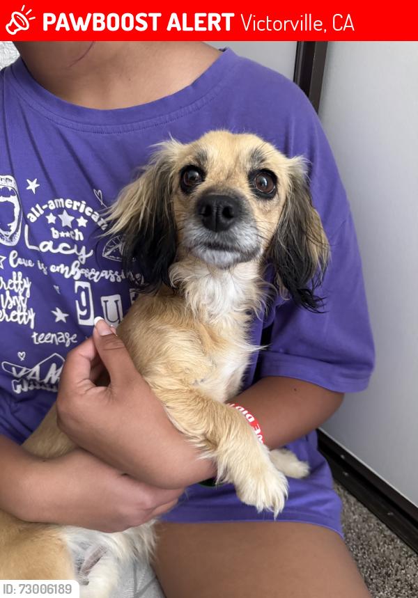 Lost Female Dog last seen Loma verde dr/ Hitching post dr, Victorville, CA 92392