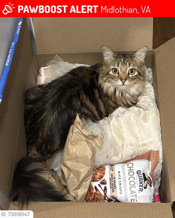 Lost Female Cat last seen Robious Road and Winterfield, Midlothian, VA 23113