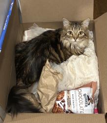 Lost Female Cat last seen Robious Road and Winterfield, Midlothian, VA 23113