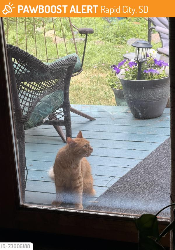 Found/Stray Unknown Cat last seen West Chicago st. , Rapid City, SD 57702