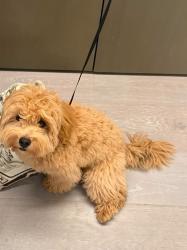 Lost Male Dog last seen SE11 6AB, Greater London, England SE11 6AB