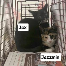 Shelter Stray Female Cat last seen , Animal Care & Control Team of Philly, 111 W Hunting Park Ave, Philadelphia, PA 19140, USA