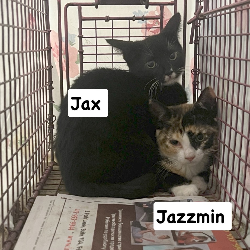Shelter Stray Female Cat last seen , Animal Care & Control Team of Philly, 111 W Hunting Park Ave, Philadelphia, PA 19140, USA
