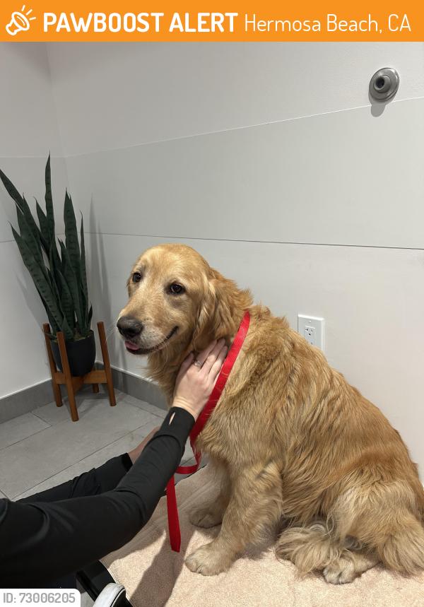 Found/Stray Male Dog last seen 5th and PCH, Hermosa Beach, CA 90254