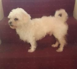 Lost Male Dog last seen Near Wandsworth Bridge RoadLondonSW6 2UL, Greater London, England SW6 2UL