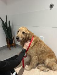 Found/Stray Male Dog last seen 5th and PCH, Hermosa Beach, CA 90254