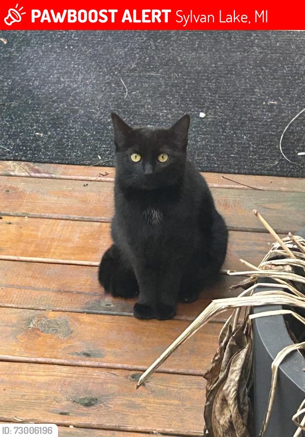 Lost Female Cat last seen Inverness and Avondale near Sylvan Table, Sylvan Lake, MI 48320