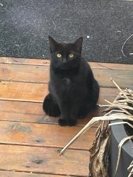 Lost Female Cat last seen Inverness and Avondale near Sylvan Table, Sylvan Lake, MI 48320