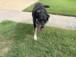 Reunited Female Dog last seen Edinburgh and S 360, Arlington, TX 76018