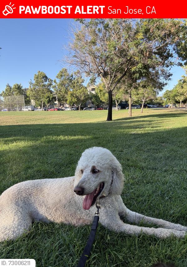 Lost Male Dog last seen 13th street, San Jose, near San Jose state university, San Jose, CA 95112